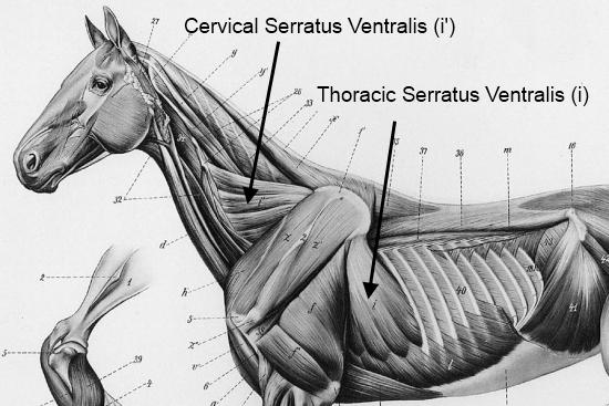 2012_July_14_1_serratus_ventralis.jpg