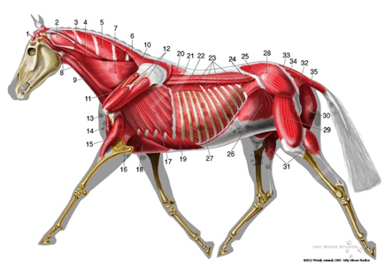 2015 May 26 7 Inky Mouse deep-musculature-anatomy.jpg