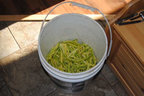 2013_Aug_22_5_picked_beans.jpg