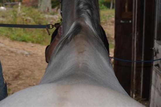 2014 May 17 6 narrow angle, small horse.jpg