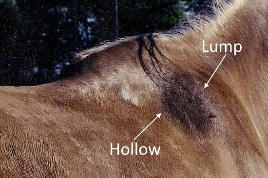 2015 April 24 7 ranch horse with lump and hollow atrophy.jpg