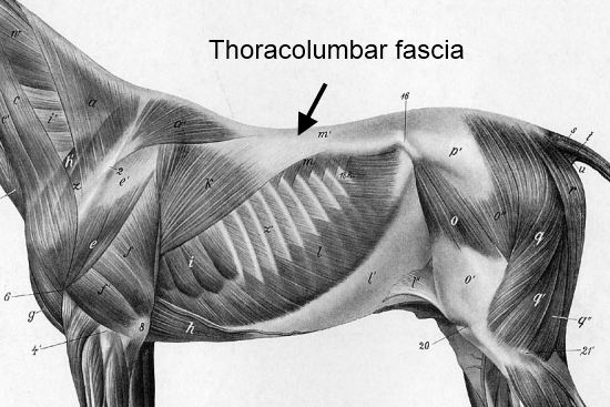 2012_Sept_15_14a_thoracolumbar_fascia.jpg