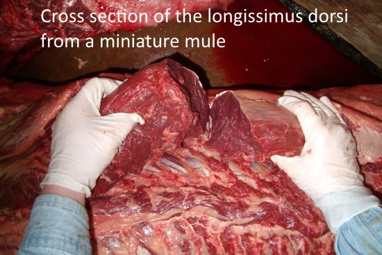 2016 May 11 8  P1170101 equine longissimus dorsi cut.jpg