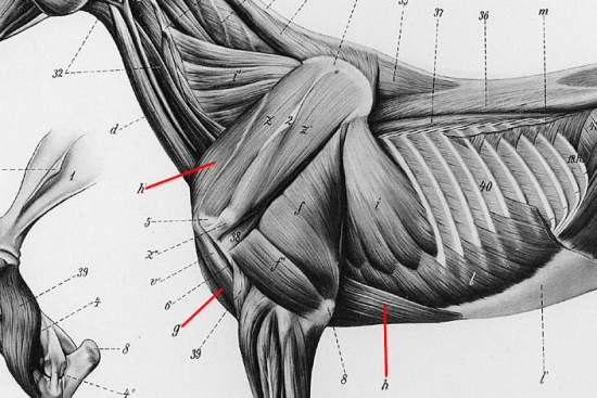 Muscular System - Chest Muscles & Pec Muscles