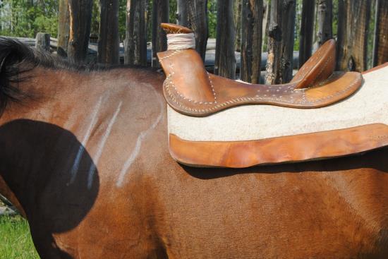 2015 June 8 10 saddle tree with padding on horse.jpg