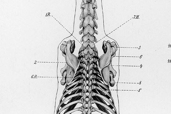 2015 July 25 2 no bony connect to front leg.jpg