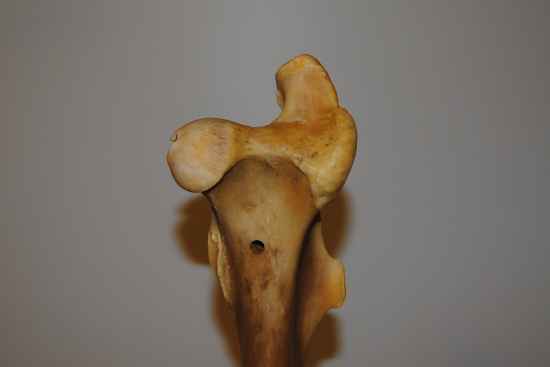 2011_Nov_29_6__equine_femur_resized_DSC_6699.jpg