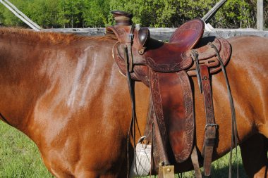 Western Saddle Fitting Chart