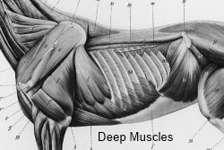 2012_April_14_Rib_cage_4__Muscles_deep.jpg