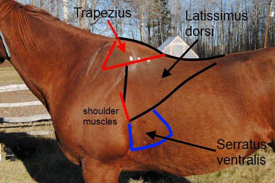 2012_July_14_5_equine_serratus_ventralis_muscle.jpg