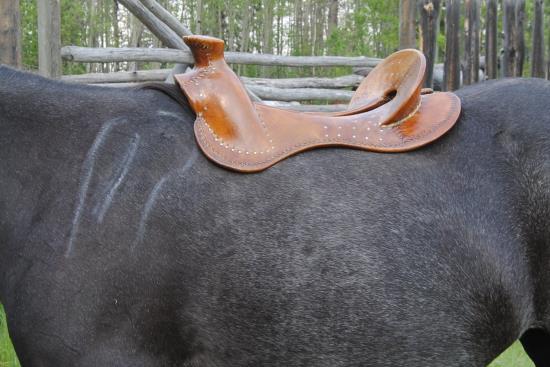 2015 June 8 11 bare saddle tree on horse again.jpg