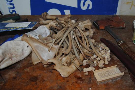 2014 Oct 30 8 pile of bones.jpg