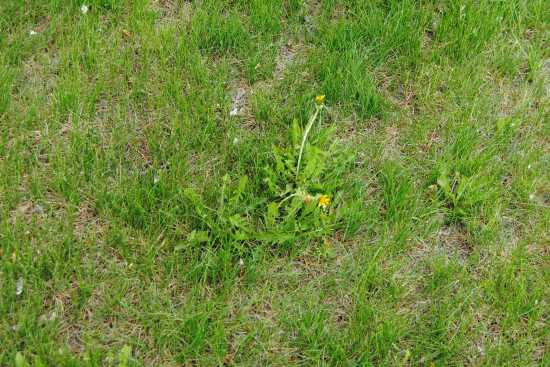 2013_May_21_7_faster_growing_weeds.jpg