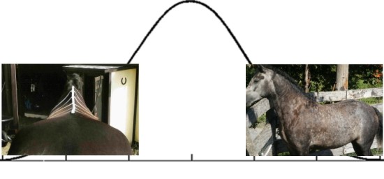 2011_Nov_25_1_Horse_back_shapes.jpg