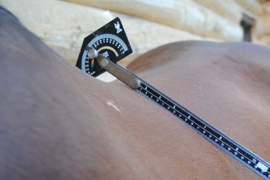 2016 Feb 9 1 measuring angle on a horse.jpg