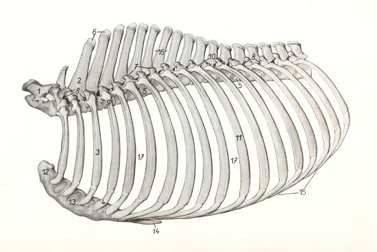 The Rib Cage